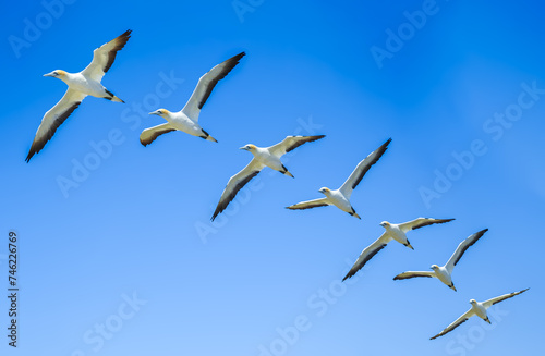 Composite Image of Australasian Gannet Flying