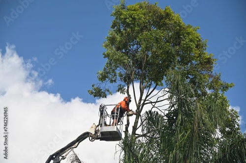Arborists cutting branches of a tree with chainsaw using truck-mounted lift