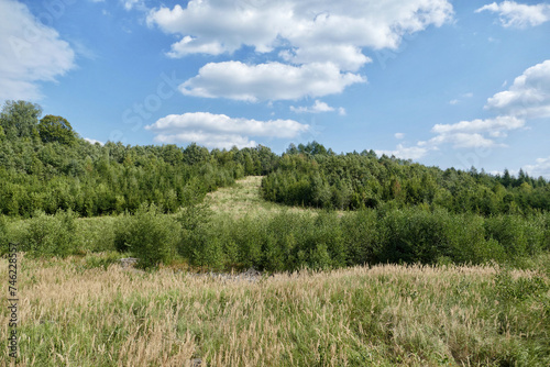 Forest in rural Masuria, Poland