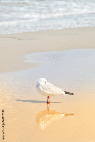 Portrait of a seagull on the beach