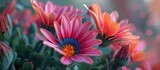 A variety of Gazania flowers, showcasing vibrant colors and intricate patterns, are arranged neatly in a glass vase. The petals are in full bloom, adding a pop of color to any room.