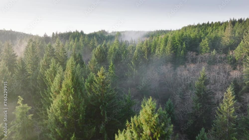 Overhead aerial view of low lying fog covering evergreen Washington rainforest. Sunny morning in beautiful forest. Tall pine tree tops at sunny blue sky. Pine forest as natural environment resource 4K