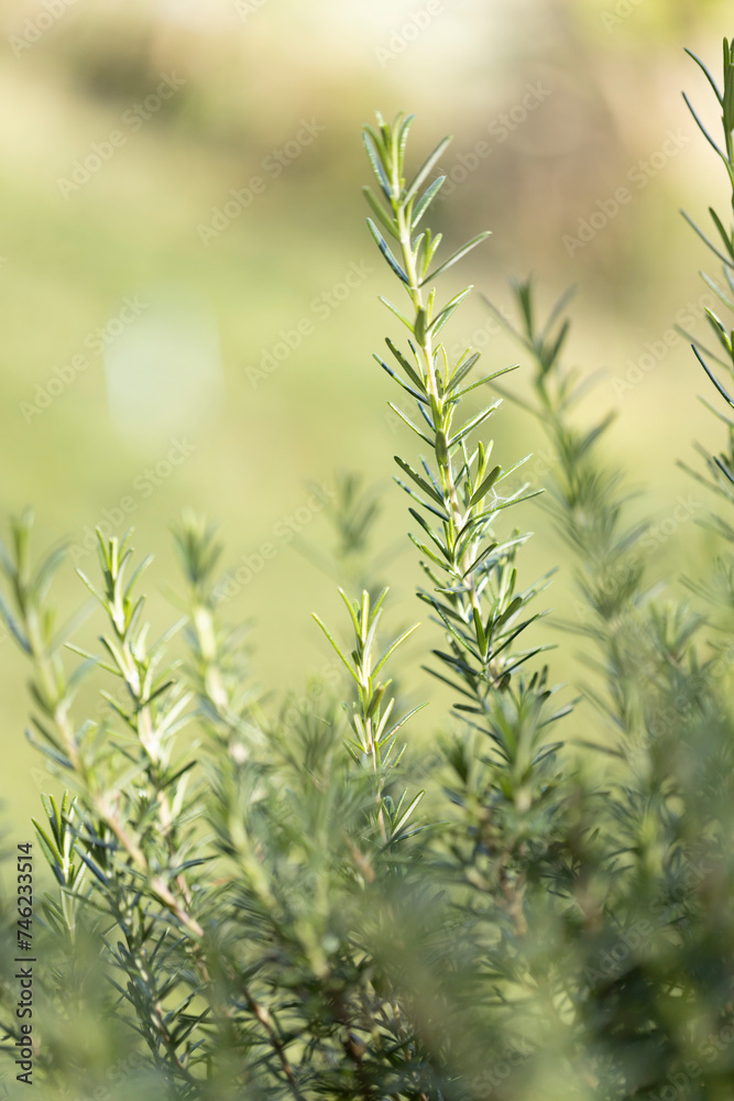 Fototapeta premium Fresh Rosemary Herb grow outdoor. Rosemary leaves Close-up.