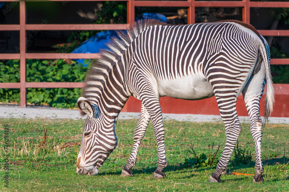 Grevy's zebra, lat Equus grevyi, also known as the imperial zebra eats green grass.