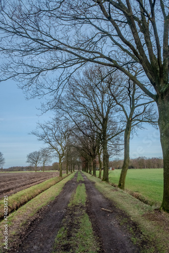 This image depicts a straight, narrow country road stretching into the distance, flanked by tall, leafless trees against a clear blue sky. The grassy verge in the center of the path leads the eye