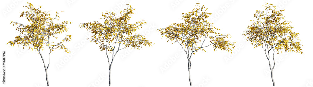 Isolated trees gardening,Acer ginnala tree on transparent background.3d rendering PNG