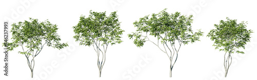 Amelanchier tree on transparent background.3d rendering PNG photo