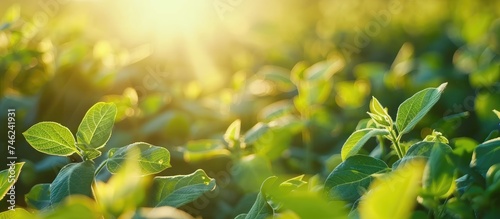 The suns rays filter through the lush green leaves of a soybean plant, casting dappled shadows on the ground below. The vibrant foliage is illuminated, showcasing the plants healthy growth and