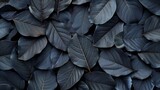 Textures of black leaves for tropical leaf background.