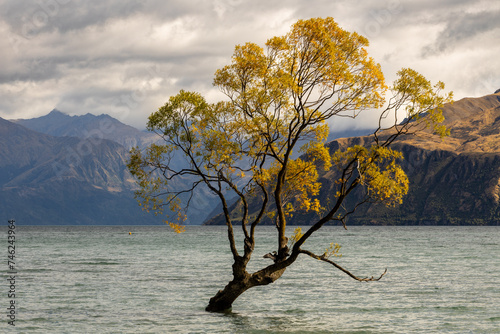  The famous Wanaka tree. New Zealand