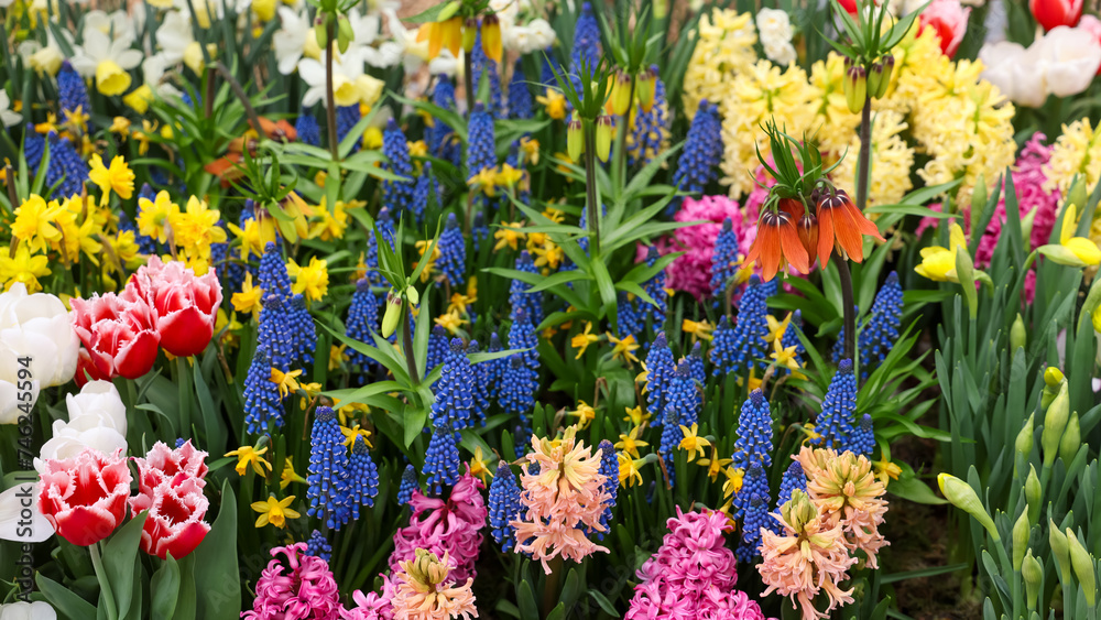 Obraz premium Assorted flowers including Fritillaria imperialis flower also lupin flowers in the garden.