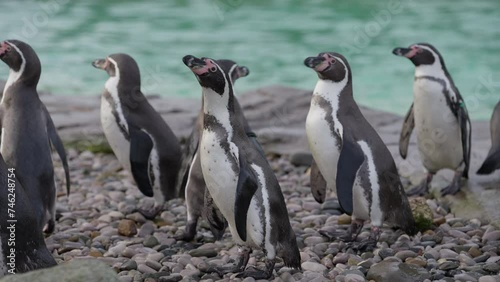 Close up of Humboldt penguin colony at feeding time at the Zoo waiting for food near water photo