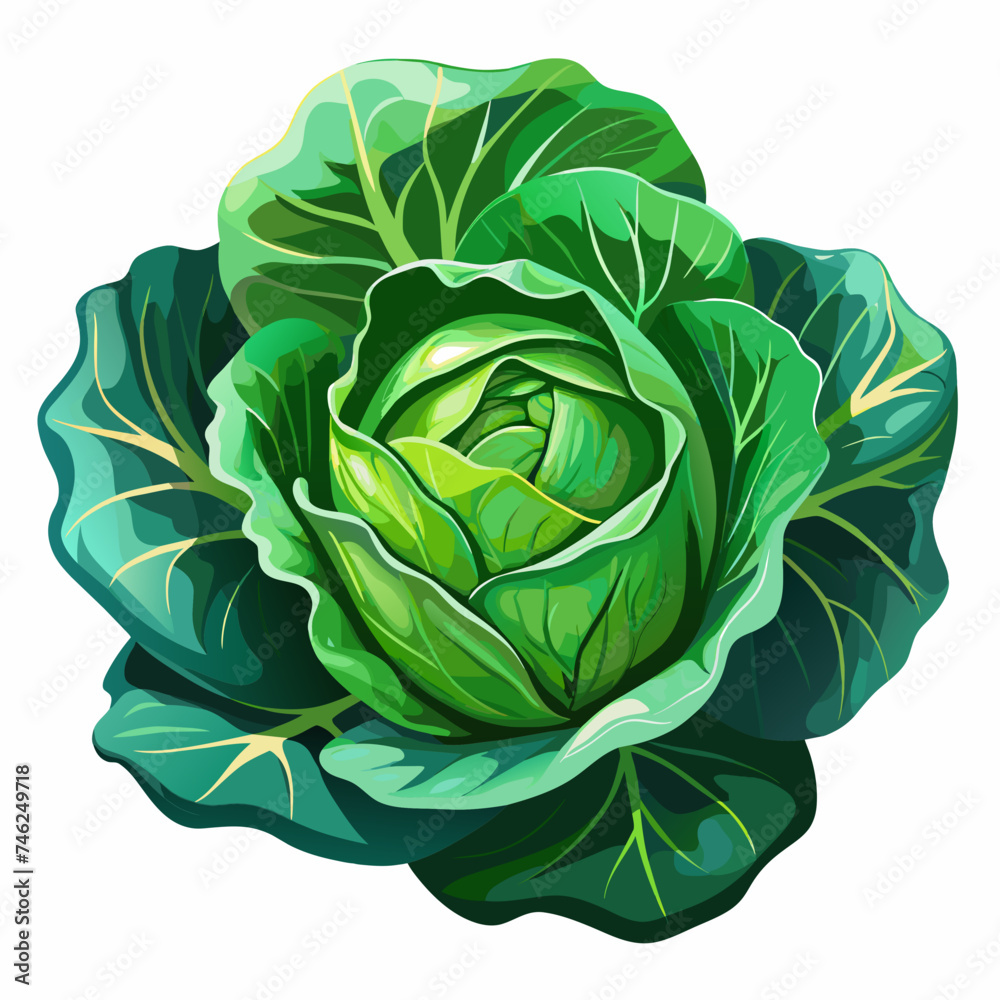 Cabbage, real food, paint Style, white background
Cabbage, real food, paint Style, white background