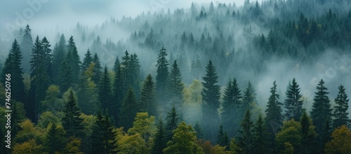 A captivating image of the Bohemian Sumava National Park in the Czech Republic, showcasing a dense forest covered in fog on a misty morning. © AkuAku