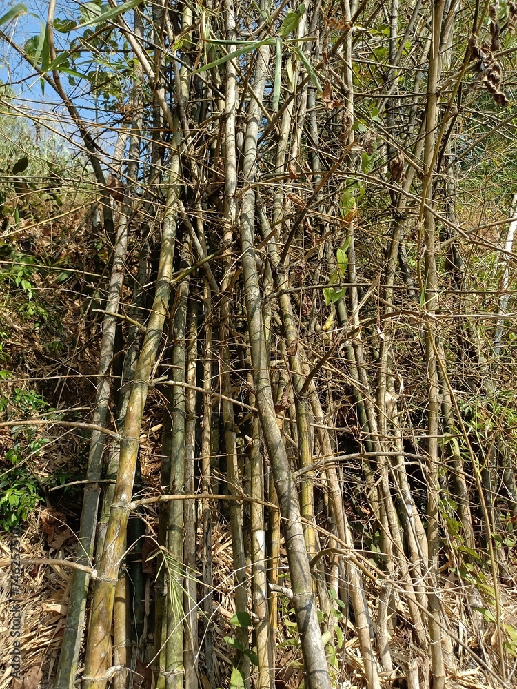 Bamboos are a diverse group of mostly evergreen perennial flowering plants making up the subfamily Bambusoideae of the grass family Poaceae.