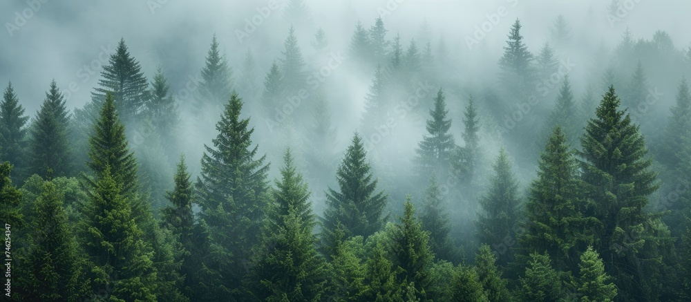 Fototapeta premium A forest filled with spruce trees covered in fog during a serene and peaceful morning.
