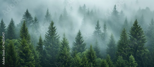 A forest filled with spruce trees covered in fog during a serene and peaceful morning.