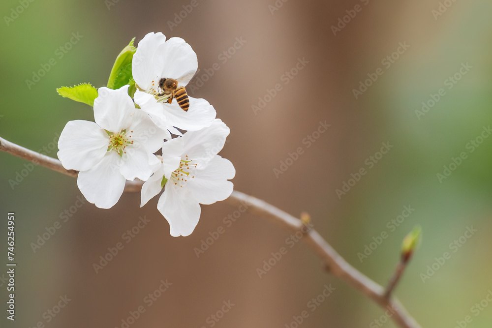 Closeup view of bee collecting nectar on sakura flower (yoshino cherry flower, prunus yedoensis) in springtime season Closeup view of bee collecting nectar on sakura flower (yoshino cherry flower, prunus yedoensis) in springtime season