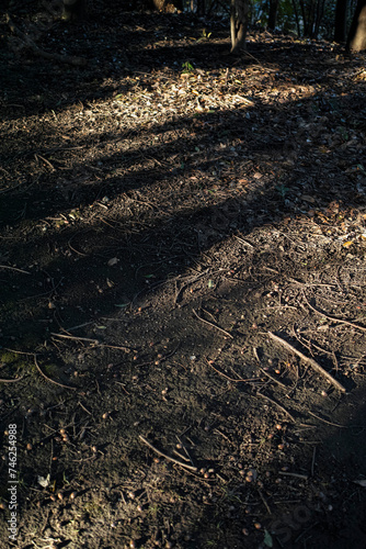 森の地面に落ちる朝日の木漏れ日の陰影 アウトドア・キャンプ