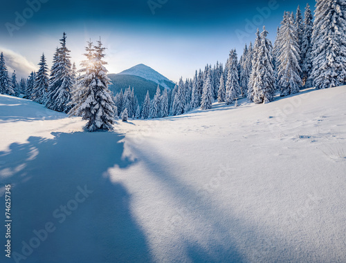Fsrst sunlight glowing top of the fir trees in mountain forest. Cold winter scene of Carpathian mountains with Homyak peak on background. Beauty of nature concept background..Christmas postcard.