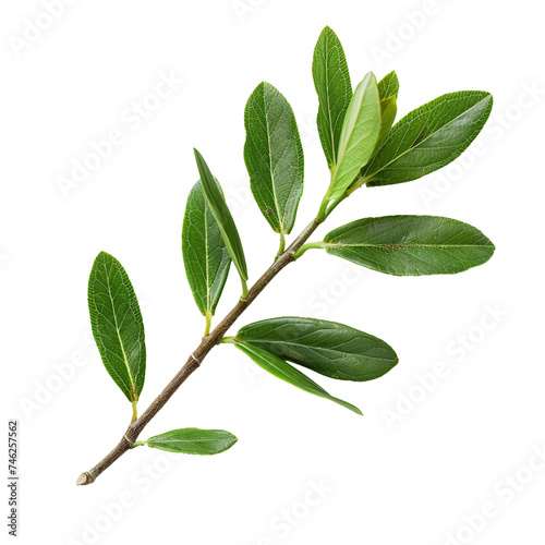 Bayberry leaf, transparent background, isolated image, generative AI photo