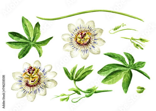 Passiflora Tropical climbing plant, Passion flower with leaves branch set. Hand drawn watercolor illustration isolated on white background © dariaustiugova