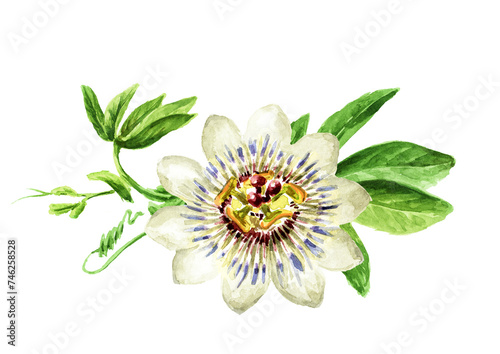Passiflora Tropical climbing plant, Passion flower with leaves. Hand drawn watercolor illustration isolated on white background