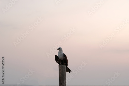 birds perched on a piece of wood, with a sunset background photo