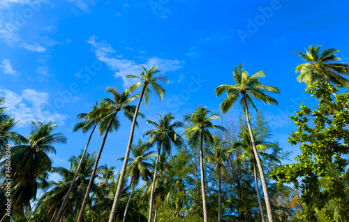 The tropical palm trees island with blue water as white beach natural island scene