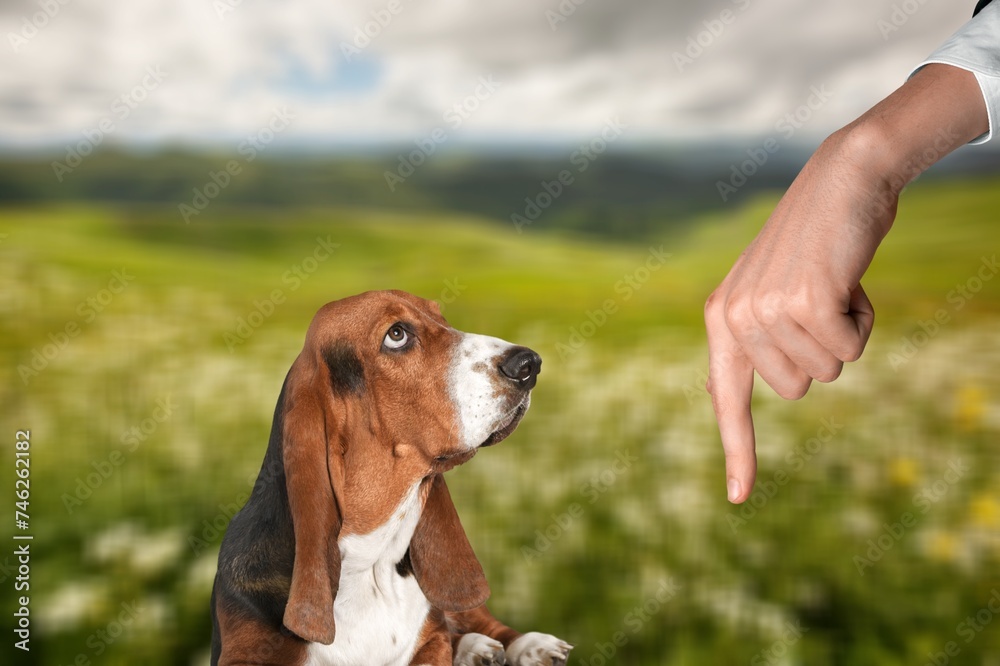 Dog training doing tricks in the green park
