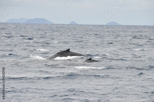 Whale Watching in Okinawa, Japan. From January to March, the ocean around Okinawa is full of action. It is the time of year when humpback whales can be seen in the waters around Okinawa’s islands.
