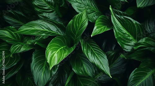 leaves of Spathiphyllum cannifolium abstract green background