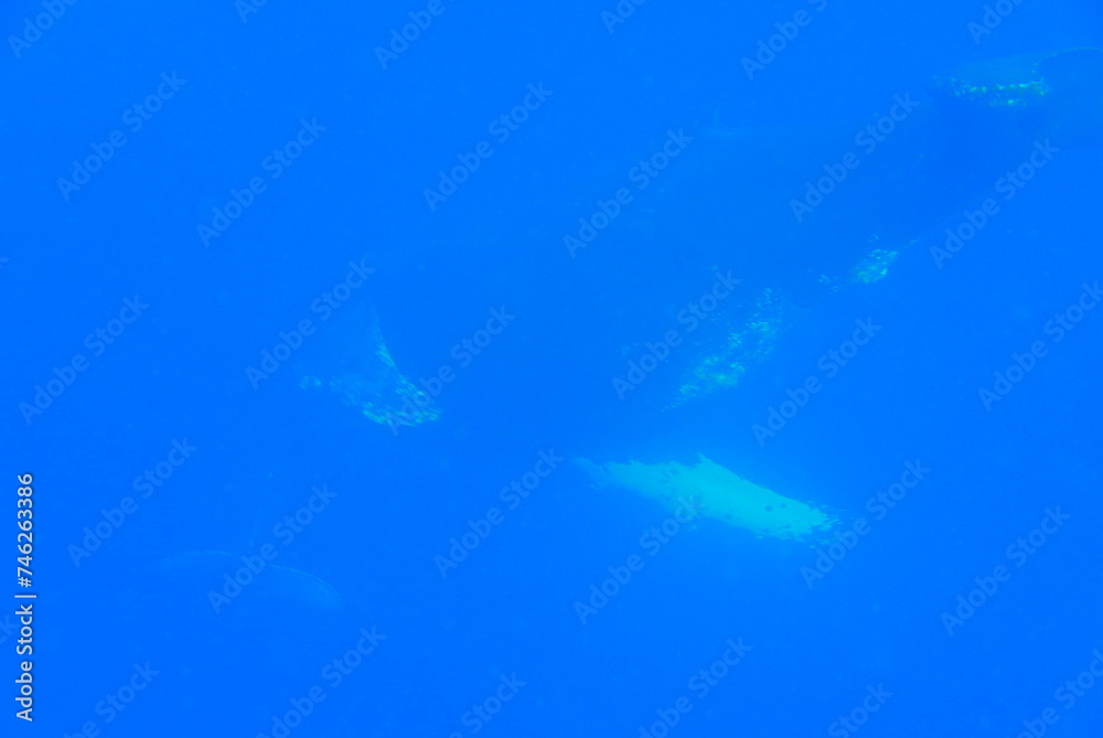 Whale Watching in Okinawa, Japan. From January to March, the ocean around Okinawa is full of action. It is the time of year when humpback whales can be seen in the waters around Okinawa’s islands. Whale Watching in Okinawa, Japan. From January to March, the ocean around Okinawa is full of action. It is the time of year when humpback whales can be seen in the waters around Okinawa’s islands.