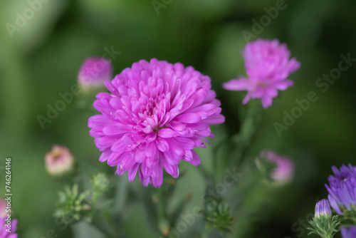 Close-up of purple Aster flowers blooming in the garden with natural soft sunlight on a blurred background.
