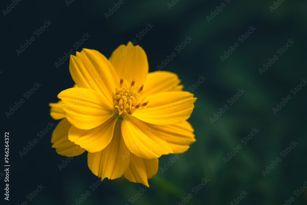Close-up of vivid yellow cosmos flowers blooming in the field with natural light on a dark green background. Close-up of vivid yellow cosmos flowers blooming in the field with natural light on a dark green background.