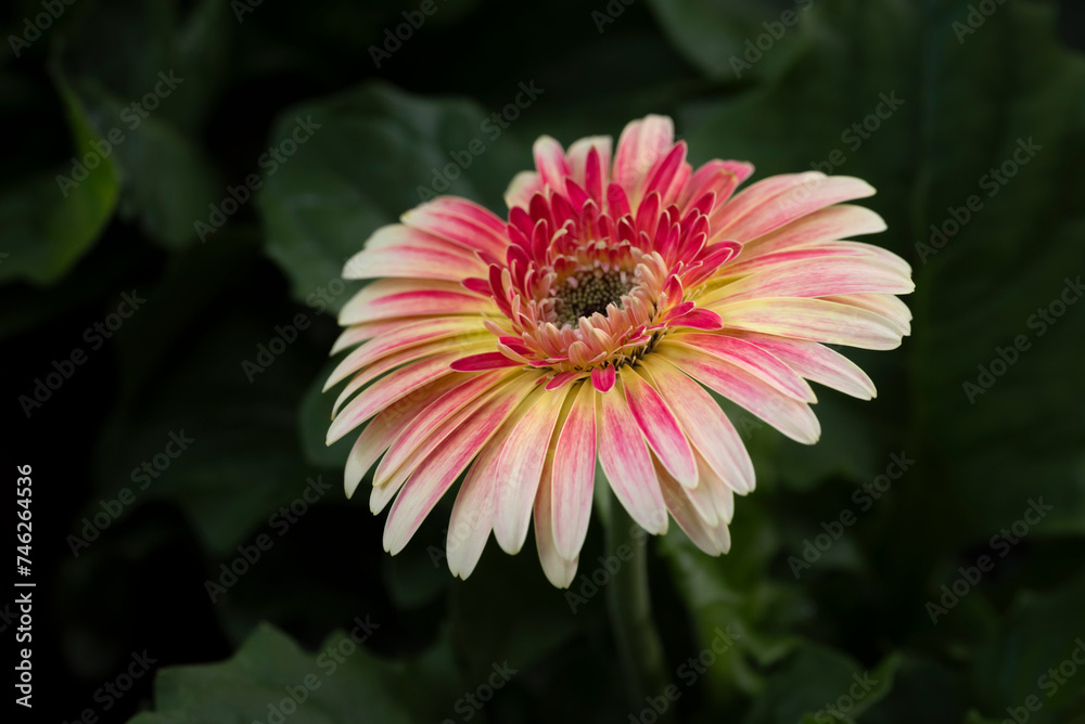 Obraz premium Close-up of a colorful Gerbera flower blooming in the garden with natural soft sunlight on a dark green background and vignetted.