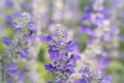 Floral background of Blue Angelonia flowers blooming with natural soft sunlight in the garden on a blurred background.