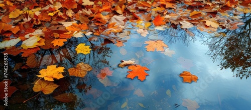 A group of leaves in vibrant autumn colors floats on the surface of the water  creating a reflection.