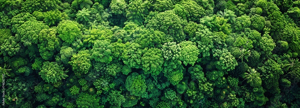 Naklejka premium Top view of an asphalt road from above that passes through a lush rain forest, greenery, and a glimpse of the natural ecosystem that will preserve Earth.