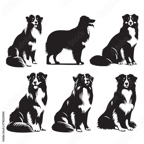 Graceful Herding: Vector Silhouette of Australian Shepherd - Capturing the Elegance and Vigilance of this Beloved Working Dog Breed. Vector Australian Shepherd silhouette.