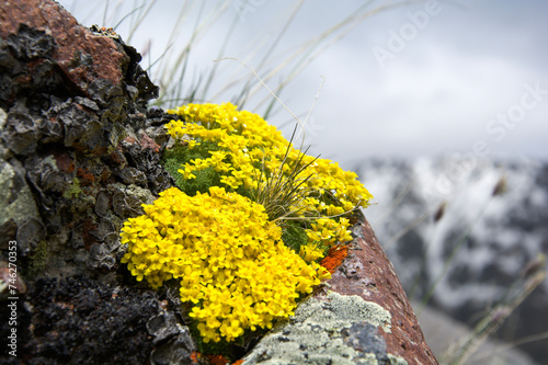 Wild beautiful flowers in moutains snowy backgorund © Juraj
