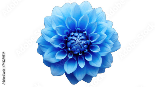 blue dahlia flower on front view png