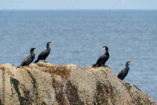 A group of great cormorants resting on a rock by the sea © Esa