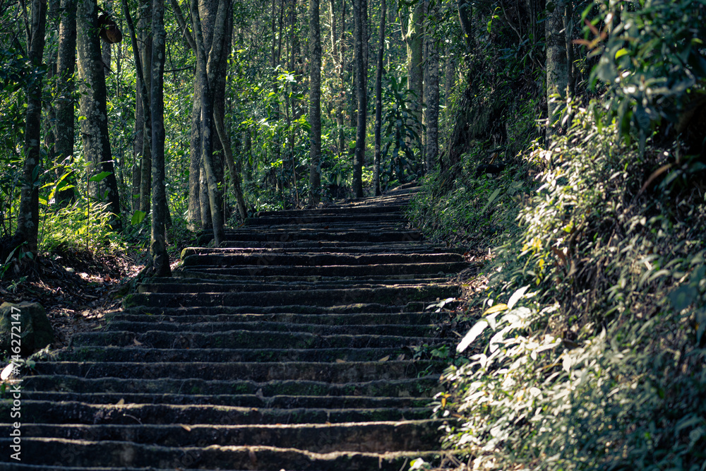Obraz premium stairs in the forest