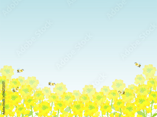 青空が綺麗な菜の花畑にミツバチが飛んでいる背景イラスト