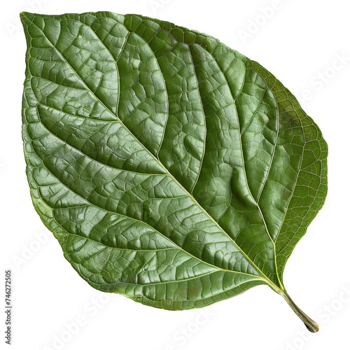 Boldo leaf, transparent background, isolated image, generative AI