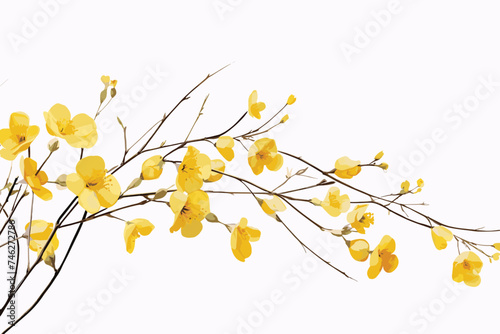 European forsythia. Yellow flowers and branches on a white background