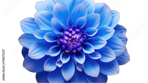 blue dahlia flower on front view png