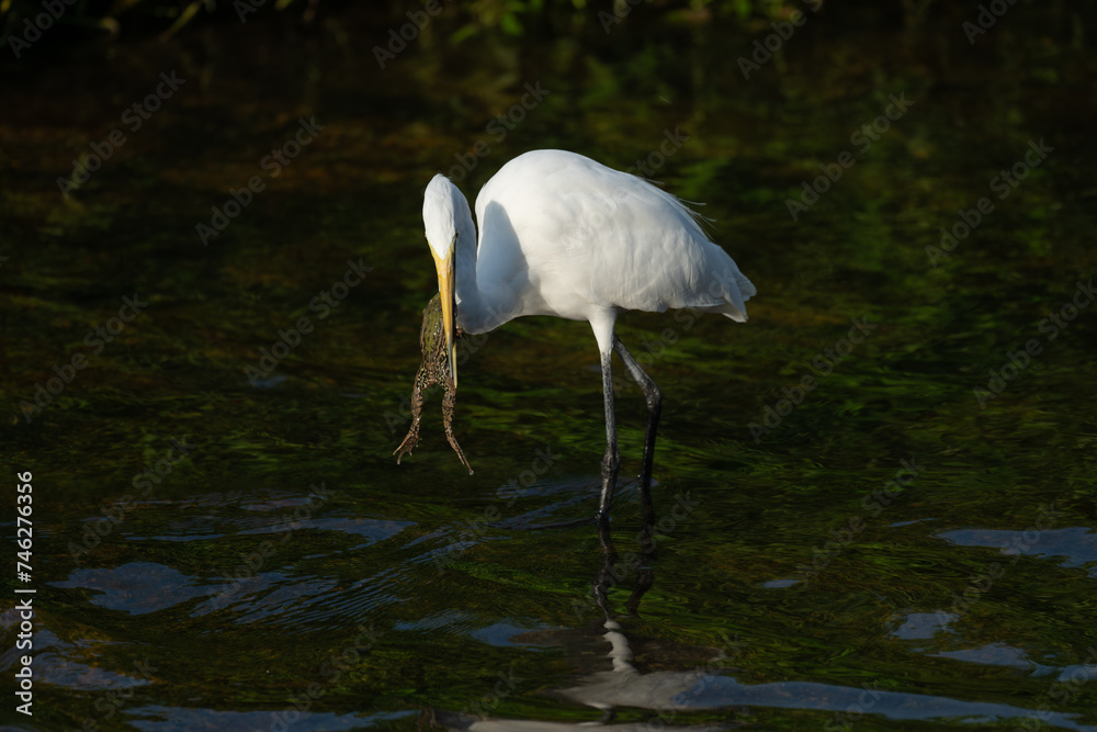 Naklejka premium A great white egret catches a frog. 