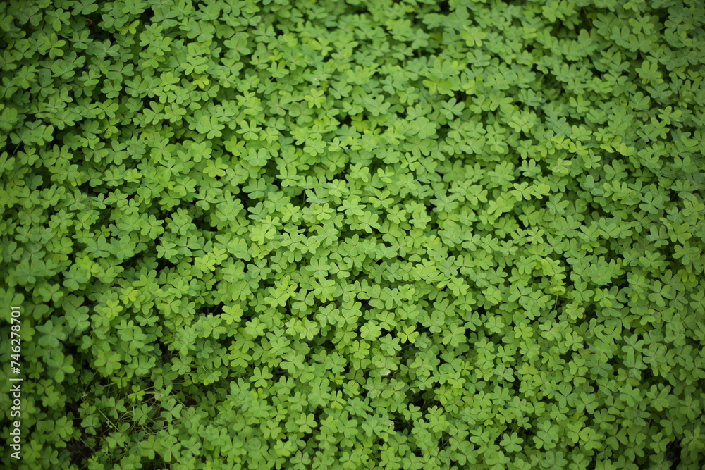 Clover Closeup